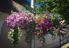 Hanging flower baskets on Spring Street - Tim Dustrude photo