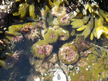 Marine life in a tide pool - Contributed photo