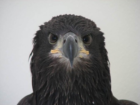 Juvenile Bald Eagle - Contributed photo