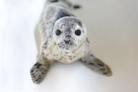A Harbor Seal Pup - Wolf Hollow photo