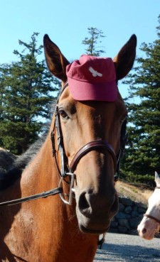A four-legged supporter of Mount Grant - Contributed photo
