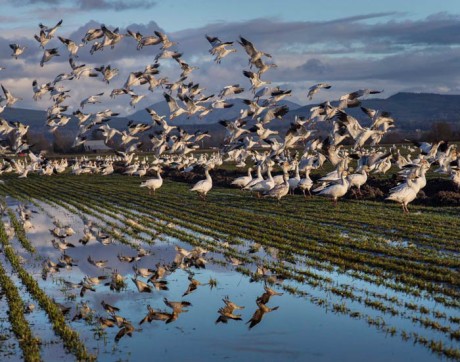 Snow Geese - Andy Porter photo