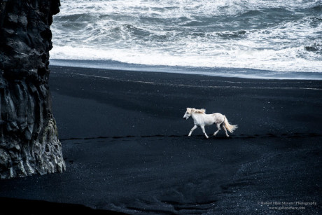 White Horse on a Black Beach - Bob Stavers photo