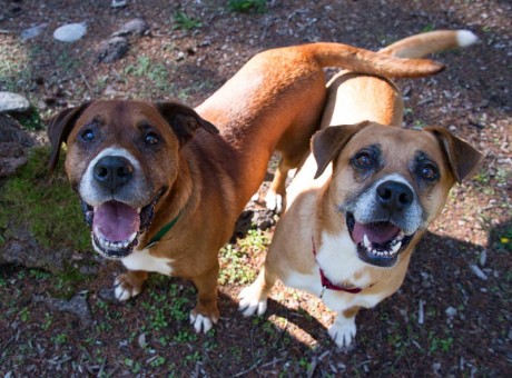 Peyton and Eli are this week's Pets of the Week - Contributed photo