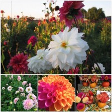 Some of the beautiful flowers at New Day Garden - Contributed photo