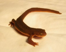 Rough Skinned Newt - Contributed photo