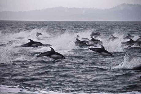 Pacific White Sided Dolphins - Jim Maya photo