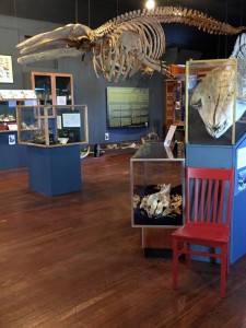 red-chair-and-whale-museum