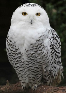 A Snowy Owl - photo courtesy of pe-ha45 at Flickr.com