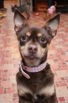 Rosie is this week's Pet of the Week - Contributed photo