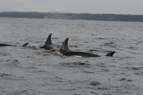 New Southern Resident Killer Whale Calf - NOAA
