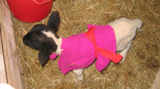 Lamb in Sweater