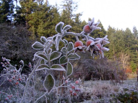 Frost on Rose Hips - Margaret Thorson photo