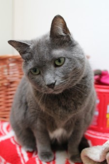 Pet of the Week: Smokie - Contributed photo
