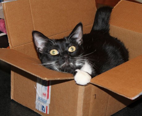 Cat in Box - Contributed photo