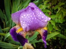 Iris with Water Droplets - Click to enlarge - Tim Dustrude photo