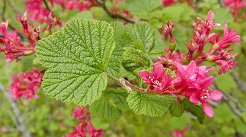 Red-flowering Currant - Contributed photo