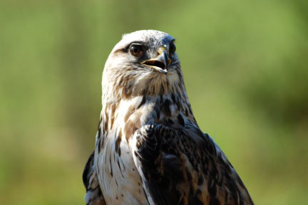 "Aspen" is one of Wolf Hollow's Education Birds - Contributed photo
