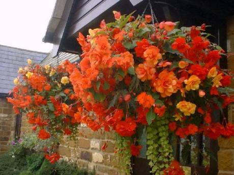Plant now for summer glory - Contributed photo