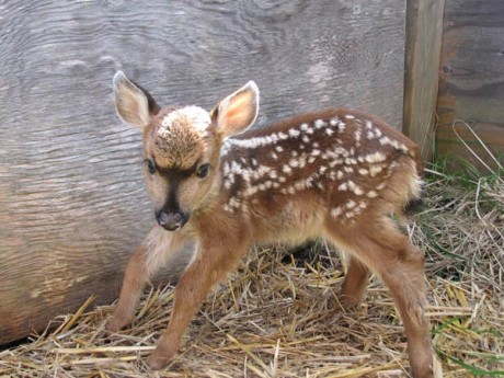 Fawn season is here - Contributed photo