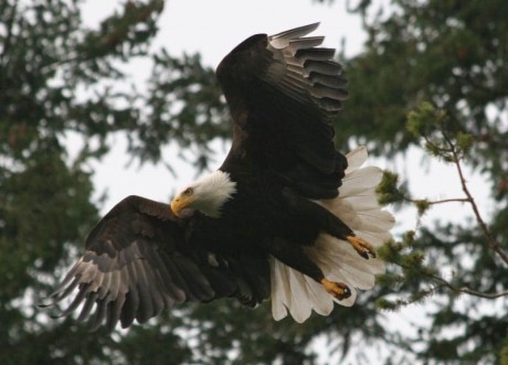 Bald eagle at American Camp - Kevin Holmes Photo