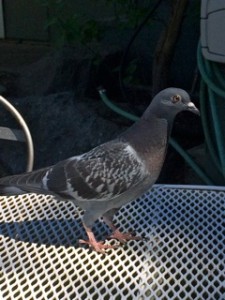 pigeon-table