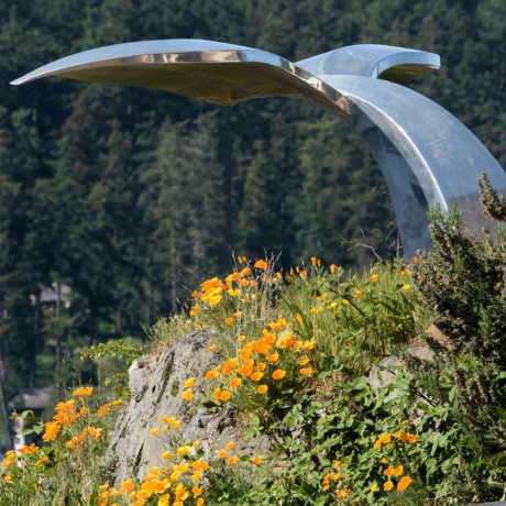 Poppies Under Whale Tail - Aaron Shepard photo