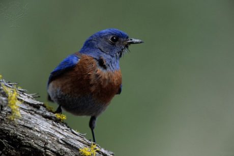 Male Western Bluebird (Sialia mexicana) - Contributed Photo