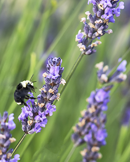 Bee with Lavender - John Miller Photo