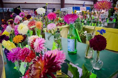 Dahlias on display at the 2015 SJC Fair Flower Hall - Tim Dustrude photo