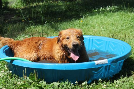 Bear Cooling Off - Contributed Photo