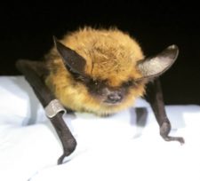 Western Long Eared Myotis - Contributed Photo
