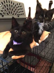 black-kittens