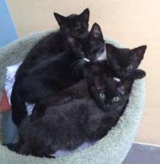 four-kittens
