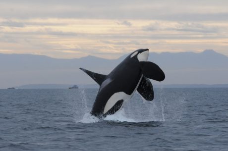 L95 breaching in Haro Strait- October 24, 2015. Photo by Dave Ellifrit