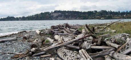 driftwood-beach-coasst