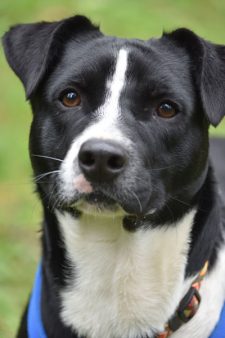 Rio is this week's Pet of the Week - Contributed photo