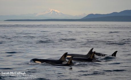 southern-resident-orcas-in-salish-sea-sjio-sjs