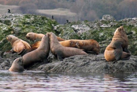 Sea lions at Whale Rocks - Whale Museum photo