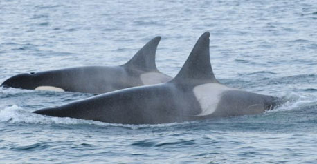 Transient killer whales, hunting....