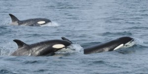 Transient orcas were on the move Sunday...
