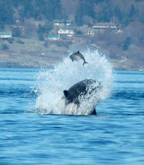 A transient killer whale with his launch for lunch....