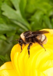 Bombus occidentalis or more commonly: Bumble Bee - Contributed photo