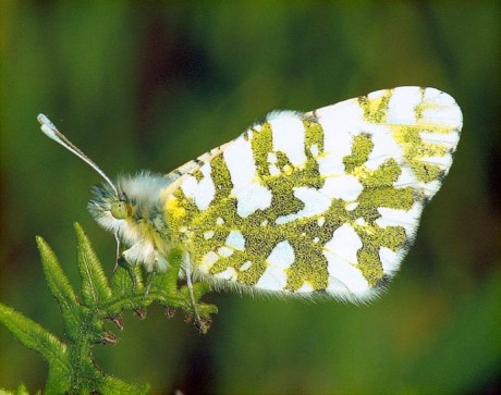 Island Marble Butterfly - Photo Courtesy of Keith Van Cleve