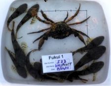 A green crab and numerous staghorn sculpins from the catch of a Fukui-type trap. Photo credit: C. Staude.