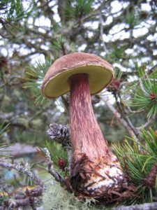 Wild Mushroom - Contributed photo