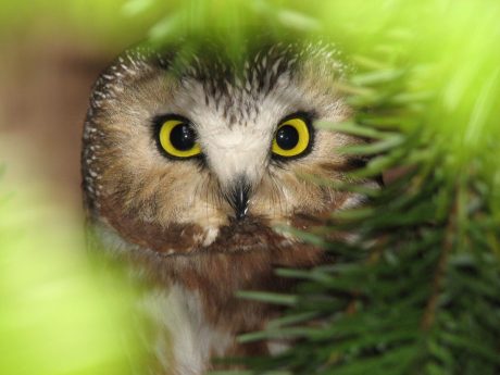 Northern Saw-Whet owl - Wolf Hollow photo